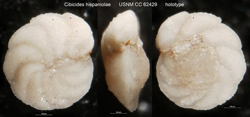 Cibicides hispaniolae Bermudez, 1949