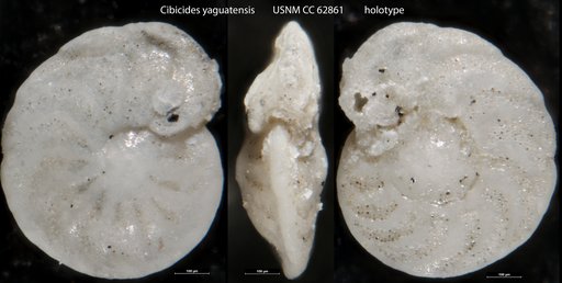 Cibicides yaguatensis Bermudez, 1949