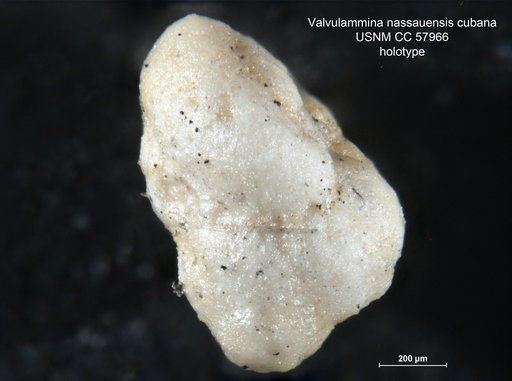 Valvulammina nassauensis var. cubana Cushman & Bermudez, 1948
