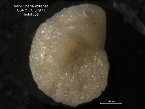 Valvulineria extensa Cushman & Bermúdez, 1948