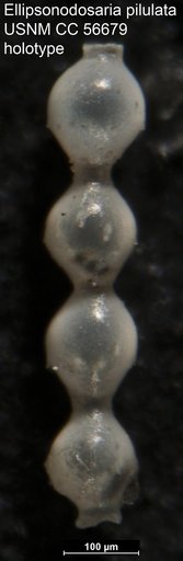 Ellipsonodosaria pilulata Cushman & Todd, 1948