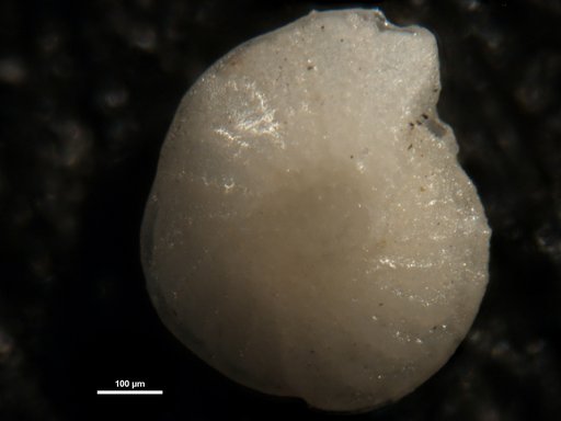 Elphidium africanum LeRoy, 1953