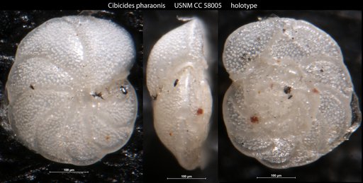 Cibicides pharaonis Leroy, 1953