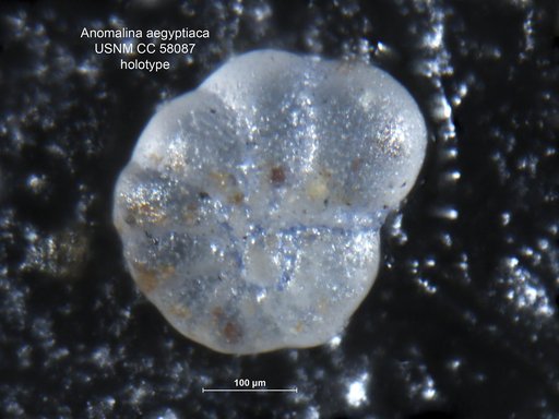 Anomalina aegyptiaca Leroy, 1953