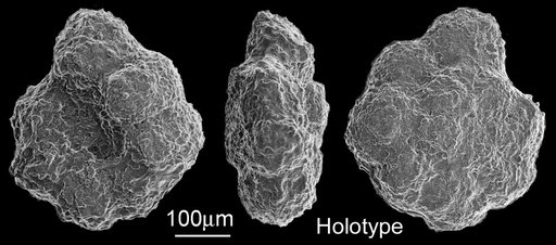 Globigerina almadenensis Cushman & Todd, 1948