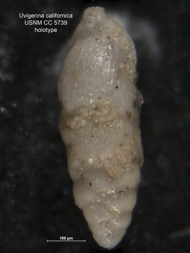 Uvigerina (Uvigerinella) californica Cushman, 1926