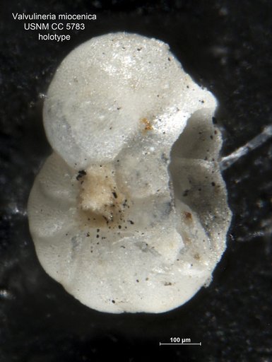 Valvulineria miocenica Cushman, 1926
