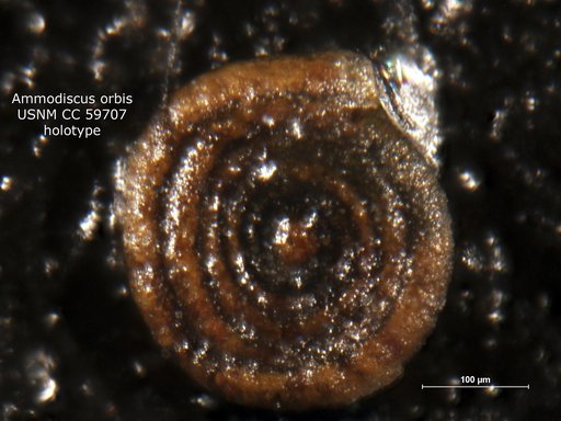 Ammodiscus orbis Lalicker, 1950