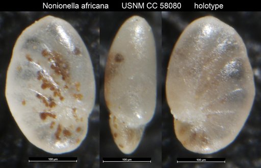 Nonionella africana LeRoy, 1953