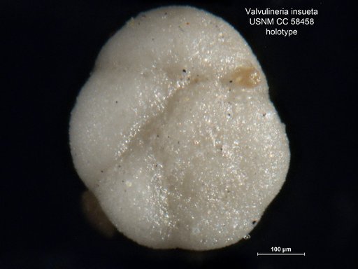 Valvulineria insueta Cushman & Bermúdez, 1948