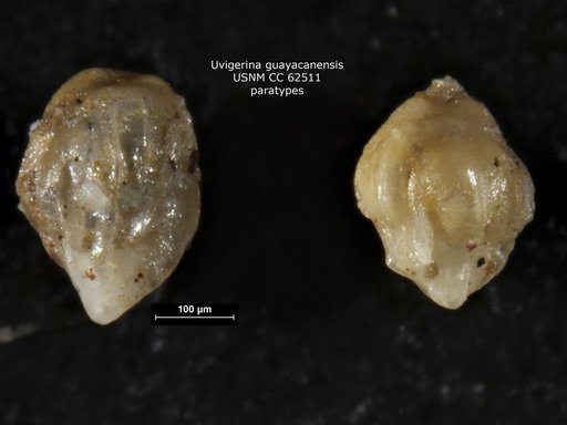 Uvigerina guayacanensis Bermúdez, 1949