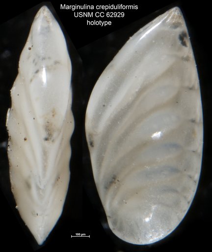 Marginulina crepiduliformis Bermúdez, 1949