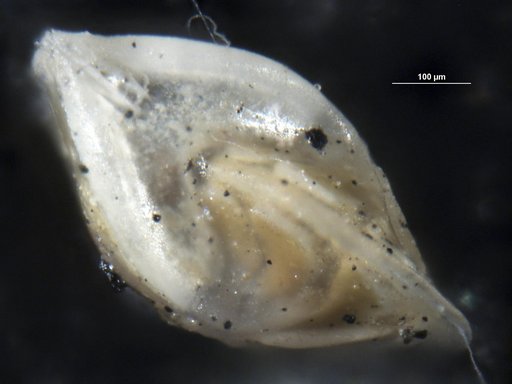 Robulus guazumalensis Bermudez, 1949