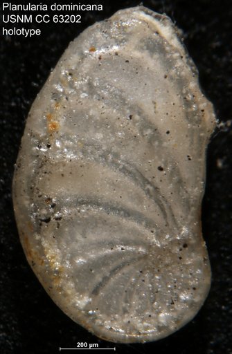 Planularia dominicana Bermúdez, 1949