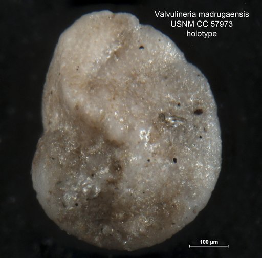 Valvulineria madrugaensis Cushman & Bermúdez, 1948