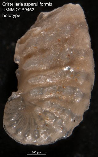 Cristellaria asperuliformis Nuttall, 1930
