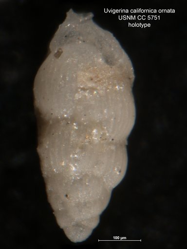 Uvigerina (Uvigerinella) californica var. ornata Cushman, 1926