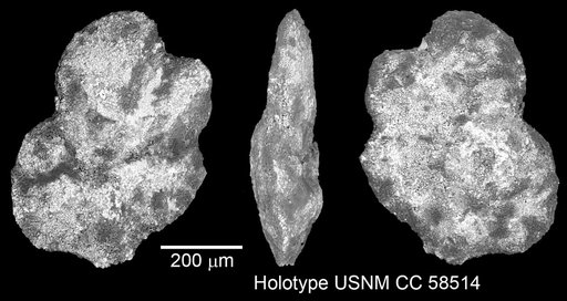 Globorotalia almadenensis Cushman & Todd, 1948
