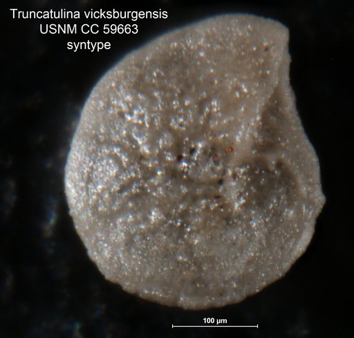 Truncatulina vicksburgensis Cushman, 1922