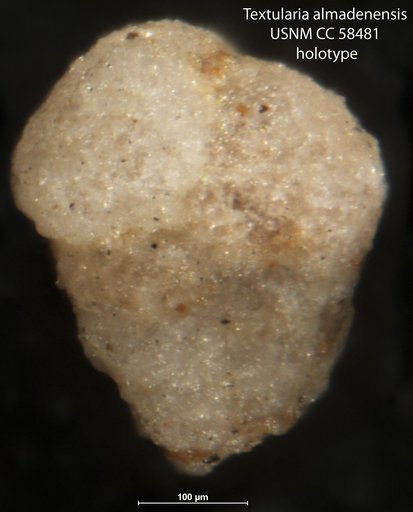 Textularia ? almadenensis Cushman & Todd, 1948