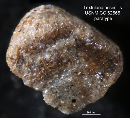 Textularia assimilis Bermúdez, 1949