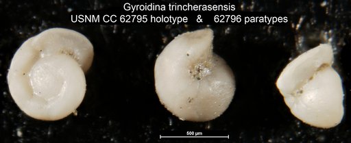 Gyroidina trincherasensis Bermudez, 1949