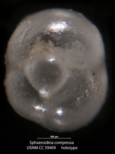Sphaeroidina compressa Cushman & Todd, 1949
