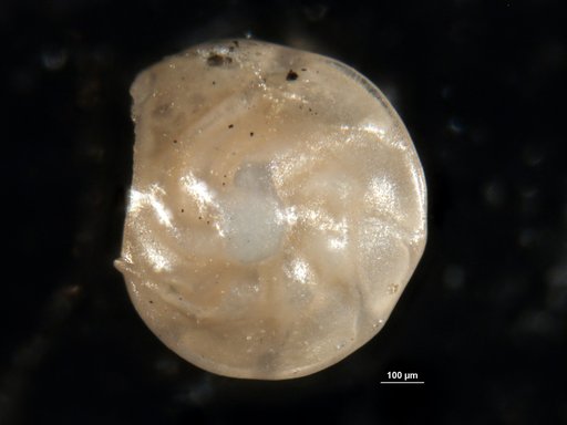 Robulus caritae Bermudez, 1949