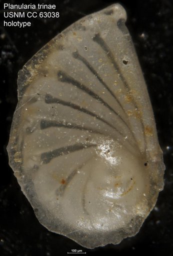 Planularia trinae Bermúdez, 1949