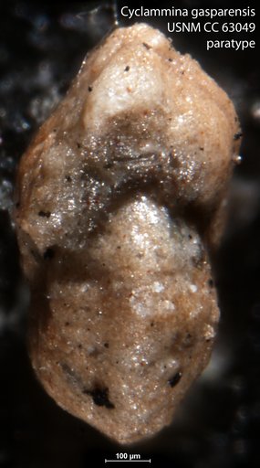 Cyclammina gasparensis Bermúdez, 1949
