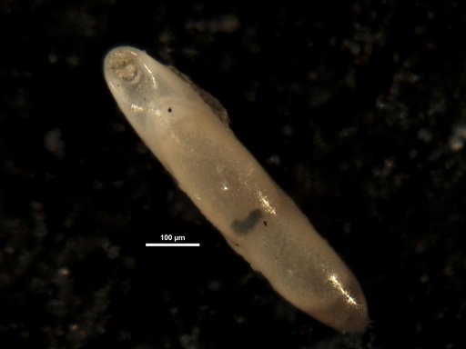 Pleurostomella schuberti var. dominicana Bermudez, 1949