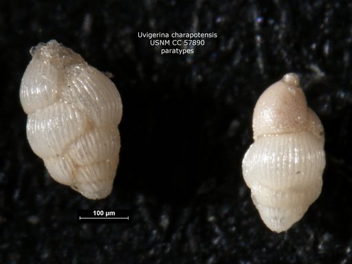 Uvigerina charapotoensis Cushman & Stevenson, 1948