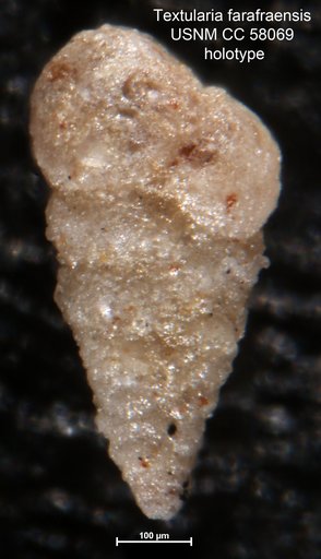 Textularia farafraensis LeRoy, 1953