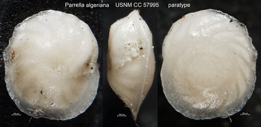 Parrella algeriana Cushman & Ten Dam, 1948
