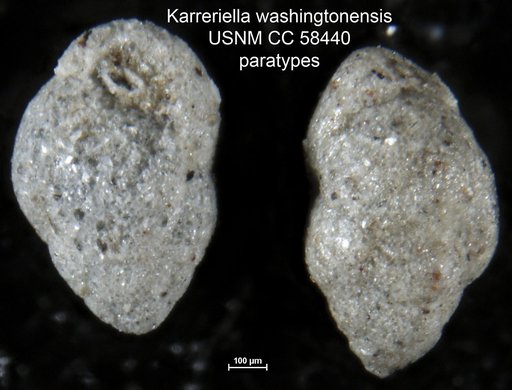 Karreriella washingtonensis Rau, 1948