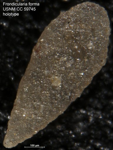 Frondicularia forma Lalicker, 1950