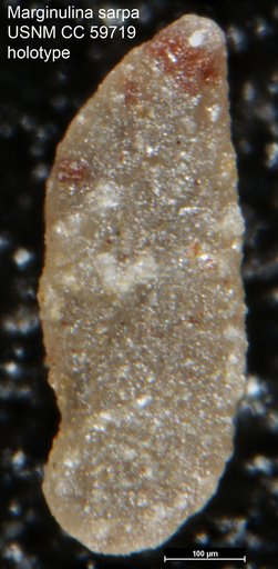 Marginulina sarpa Lalicker, 1950
