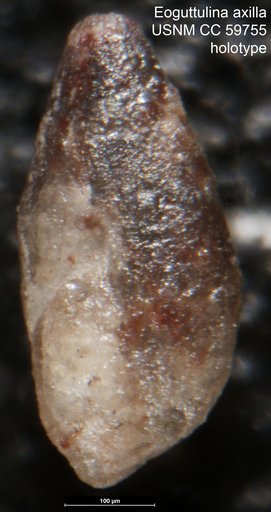 Eoguttulina axilla Lalicker, 1950