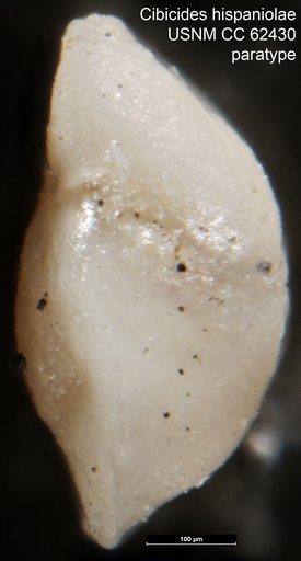 Cibicides hispaniolae Bermudez, 1949