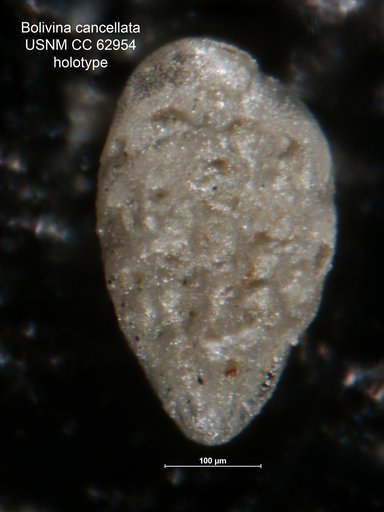 Bolivina cancellata Bermúdez, 1949