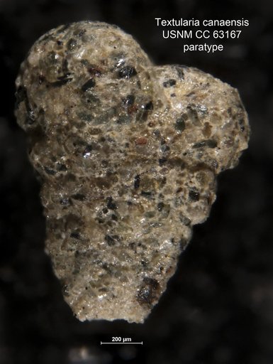 Textularia canaensis Bermúdez, 1949