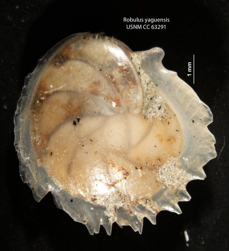 Robulus yaquensis Bermudez, 1949