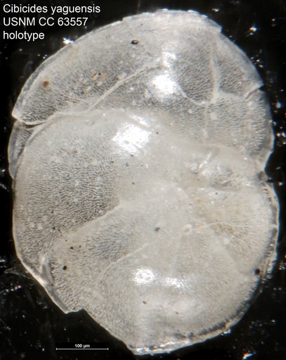 Cibicides yaquensis Bermúdez, 1949