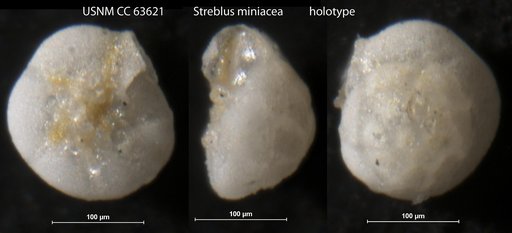 Streblus mineacea Bermudez, 1949