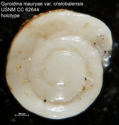 Gyroidina mauryae var. cristobalensis Bermudez, 1949