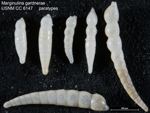 Marginulina gardnerae Plummer, 1927