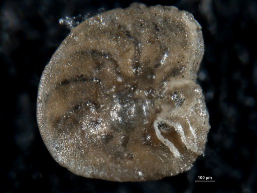 Amphistegina californica Cushman & Hanna, 1927
