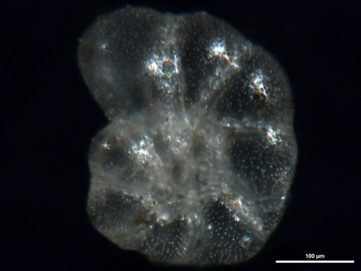 Elphidium delicatulum Bermúdez, 1949