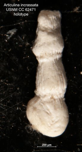 Articulina incrassata Bermúdez, 1949