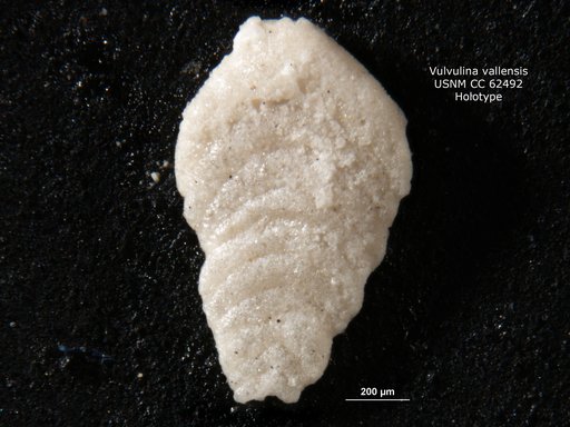 Vulvulina ? vallensis Bermúdez, 1949